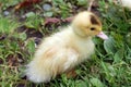 A sweet little goslings Royalty Free Stock Photo