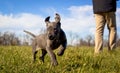 A sweet little Great Dane pupppy cavorts on green grass Royalty Free Stock Photo