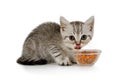 Sweet little grey kitten eating food from cat bowl