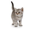 Sweet little grey kitten walks on white background Royalty Free Stock Photo