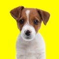 sweet little jack russell terrier dog sitting and looking forward Royalty Free Stock Photo