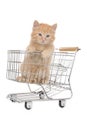 Sweet little kitten in shopping basket Royalty Free Stock Photo
