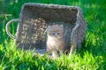 Sweet little orange kitten in the basket on the backyard Royalty Free Stock Photo