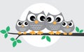 A sweet little owl family Royalty Free Stock Photo