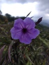 Sweet little purple flower. Ruellia simplex.