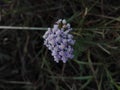 Sweet little purple flower in wild