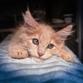 Sweet little red ginger maine coon kitten. Orange cat like from cartoon