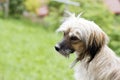 Sweet little shaggy dog on a grass background,