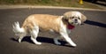 Sweet little shih tzu walking on pavement