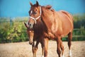 A foal walks with his mother in a sawdust paddock on a summer warm clear Sunny day Royalty Free Stock Photo