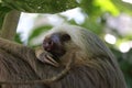 Sweet little sloth Royalty Free Stock Photo