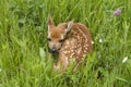 White tailed deer fawn curled up in a grassy meadow Royalty Free Stock Photo
