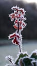 Little twig with red leaves covered in first frost Royalty Free Stock Photo