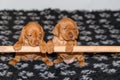 Sweet little 5 weeks old Hungarian Vizsla puppies playing in a kennel