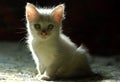 Sweet little white kitten 1 Royalty Free Stock Photo