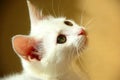 Sweet little white kitten Royalty Free Stock Photo