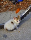 Sweet little white kitten Royalty Free Stock Photo