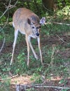 Sweet Little White-Tailed Deer Leaning Forward