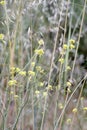 Spring Bloom Series - Delicate Yellow Wild Mustard Flowers Royalty Free Stock Photo