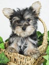 Sweet Little Yorkie Puppy Royalty Free Stock Photo