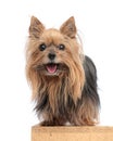 sweet little yorkie puppy sticking out tongue, panting and being happy Royalty Free Stock Photo