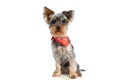 Sweet little yorkie puppy wearing eyeglasses and red bandana Royalty Free Stock Photo