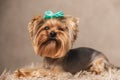 Sweet little yorkshire terrier puppy with blue bow looking up Royalty Free Stock Photo