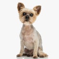 sweet little yorkshire terrier puppy sitting and looking away Royalty Free Stock Photo