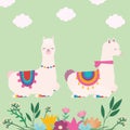 sweet llamas pair