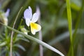 Sweet and loney flied pansy flower. Yellow-white flower, wild pansy