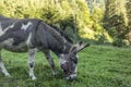 Sweet look of a donkey in the Swiss Alps in Switzerland