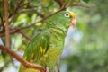 The sweet look of a Parrot on a tree in the morning