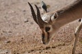 Sweet Looking Springbok Gazelle Roaming Outdoors