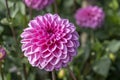 `Sweet Love` pink blossoming decorative dahlia, Stuttgart