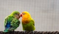 Sweet lovebirds perched on a rope