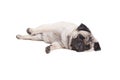 Sweet lovely cute pug puppy dog lying down on floor, isolated on white background