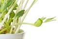 Sweet lupin bean seedlings, closeup