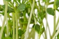 Sweet lupin bean seedlings, macro, front view