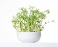 Sweet lupin bean seedlings in white bowl, front view