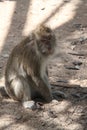 Macaque Monkey Sitting on The Ground Royalty Free Stock Photo