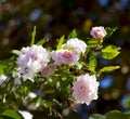 Sweet Mademoiselle Cecile Brunner pale pink polyantha Sweetheart Rose. Royalty Free Stock Photo