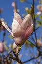 Sweet Magnolia