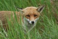 A sweet male wild Red Fox, Vulpes vulpes, hunting in a field in spring.