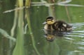 A cute Mallard Duckling, Anas platyrhynchos, swimming on a pond in spring. Royalty Free Stock Photo