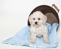 Sweet Malti-Poo Puppy Royalty Free Stock Photo