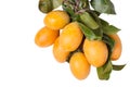 Sweet Marian Plum fruit, Mayongchid,Maprang, Marian Plum