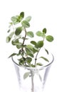 Sweet marjoram in glass