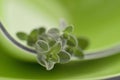 Sweet marjoram in a green cup