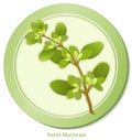 Sweet Marjoram Herb Royalty Free Stock Photo