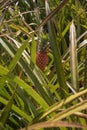 Sweet Mauritian pineapple Royalty Free Stock Photo
